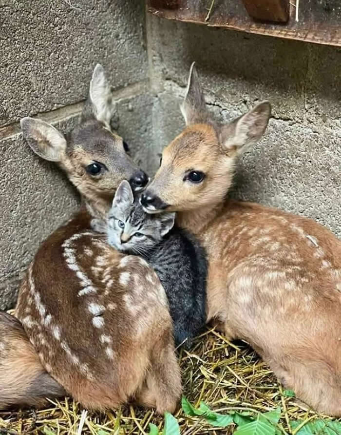 From Cats to Ducks: 33 Heartwarming Animal Friendships That Prove Love Knows No Species 42 Two young fawns cuddle closely with a gray tabby kitten resting between them on a bed of straw. The animals appear calm and affectionate, creating a touching image of friendship, trust, and companionship across different species.