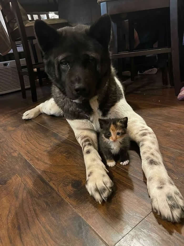 From Cats to Ducks: 33 Heartwarming Animal Friendships That Prove Love Knows No Species 43 A large black-and-white dog lies on a wooden floor with a tiny calico kitten sitting safely between its front legs. The pair share a heartwarming moment of friendship, protection, and companionship in an indoor setting.