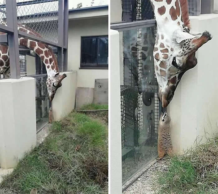 From Cats to Ducks: 33 Heartwarming Animal Friendships That Prove Love Knows No Species 45 A giraffe leans its long neck over an enclosure wall to touch noses with a small animal standing below. The heartwarming interaction captures an unlikely friendship, demonstrating connection, curiosity, and affection despite physical barriers.