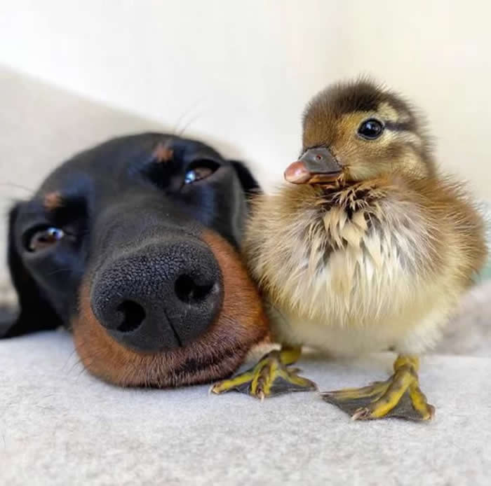 From Cats to Ducks: 33 Heartwarming Animal Friendships That Prove Love Knows No Species 36 A fluffy duckling stands beside a resting black-and-tan dog, whose nose fills the foreground. The pair share a peaceful and affectionate moment, showcasing an unlikely yet heartwarming friendship between two different animals.