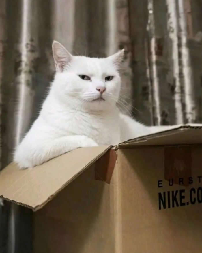 A fluffy white cat sits confidently inside a cardboard box, wearing a serious, unimpressed expression that creates a funny and adorable scene against a soft indoor background.