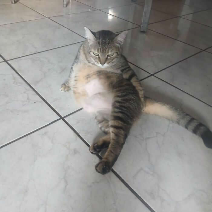 A chubby tabby cat sits in a relaxed, human-like pose on a tiled floor with its belly showing and a sleepy expression, creating a funny and adorable moment.