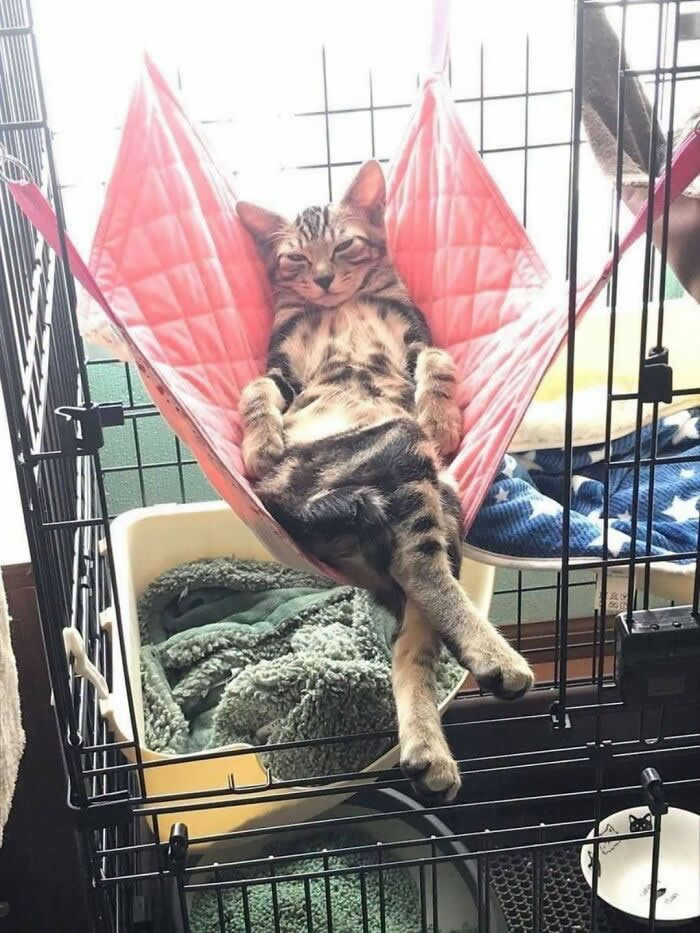 A tabby cat relaxes in a pink hammock inside a pet enclosure with its legs crossed and eyes half closed, creating a funny, human-like lounging pose that looks incredibly cozy.