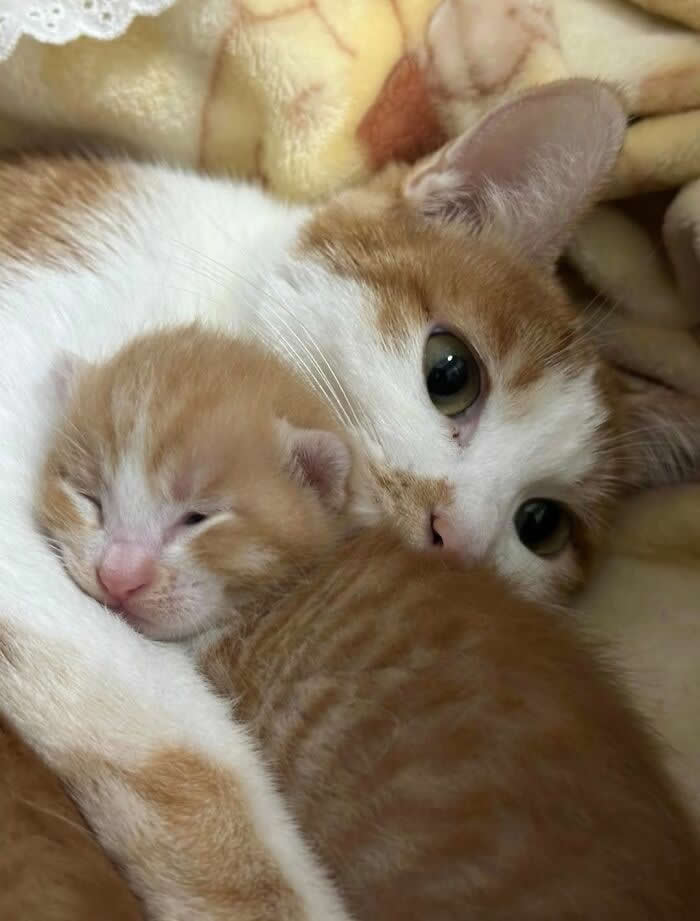 A ginger-and-white mother cat cuddles her tiny sleeping ginger kitten, wrapping it in a protective embrace on a soft blanket, creating an adorable and heartwarming family moment.