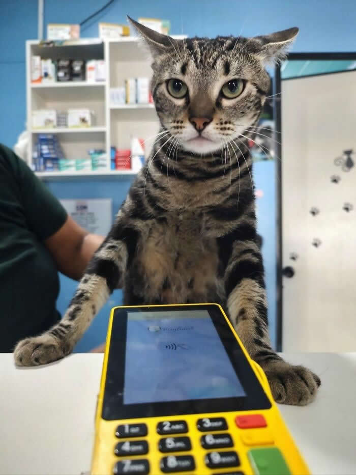 A tabby cat stands behind a payment terminal with its paws on the counter, looking seriously at the camera as if working as a cashier, creating a funny and adorable moment.
