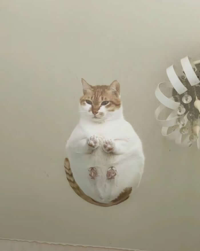 A chubby orange-and-white cat sits on a glass surface above the camera, showing its tiny paws and round belly from below, creating a funny illusion that the cat is floating in midair.
