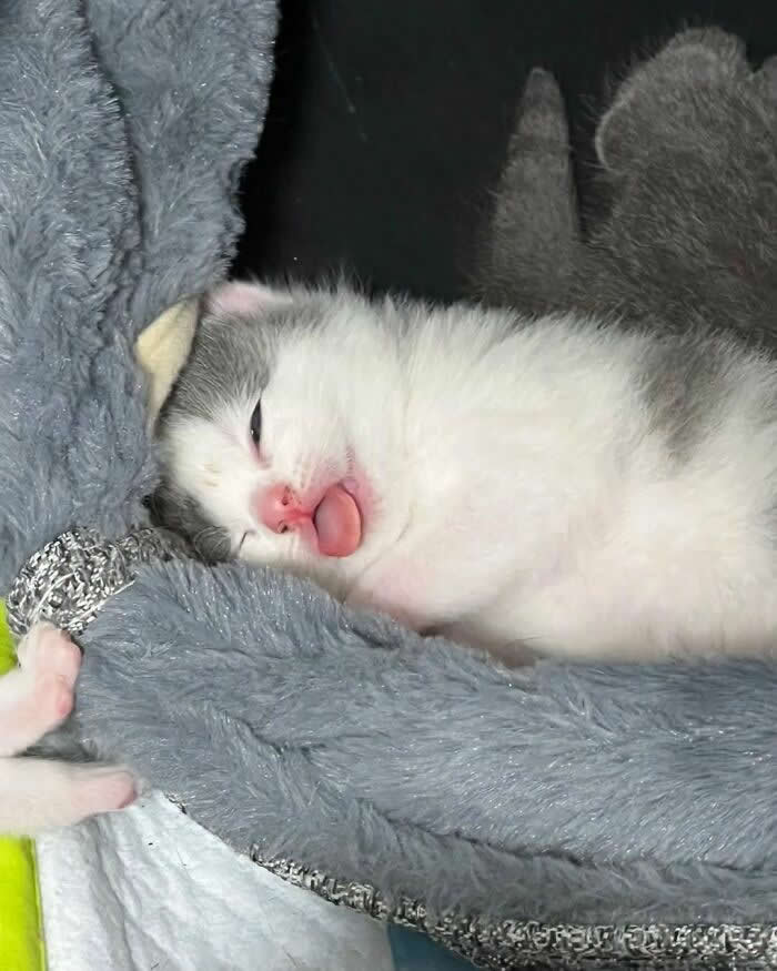 A fluffy gray-and-white kitten sleeps on a soft gray blanket with its tiny pink tongue sticking out, creating an adorable and funny close-up of a peaceful nap.