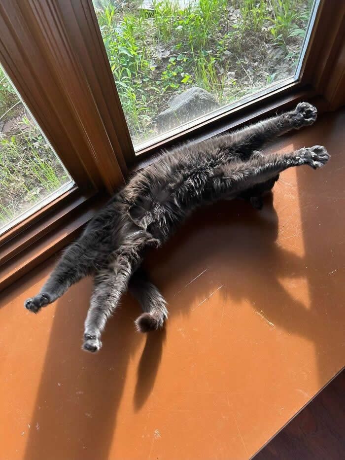 A fluffy black cat lies fully stretched across a sunny wooden windowsill with all four legs extended, soaking up the sunlight in a funny and adorable starfish-like sleeping pose.