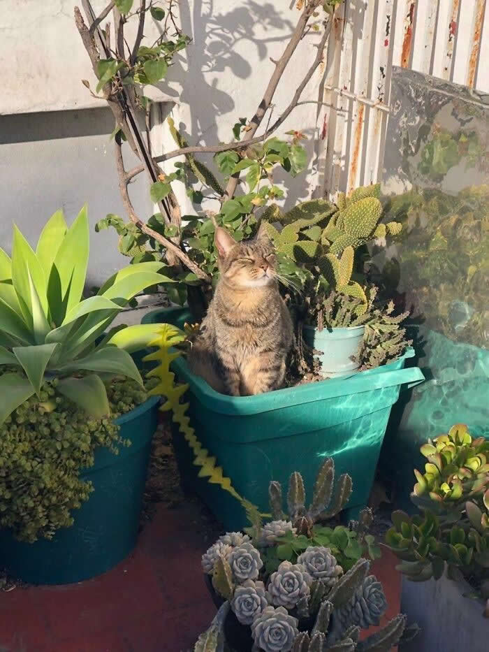 A tabby cat sits inside a large garden planter surrounded by succulents and cacti, basking in warm sunlight with its eyes closed, creating a funny and adorable "potted cat" moment.