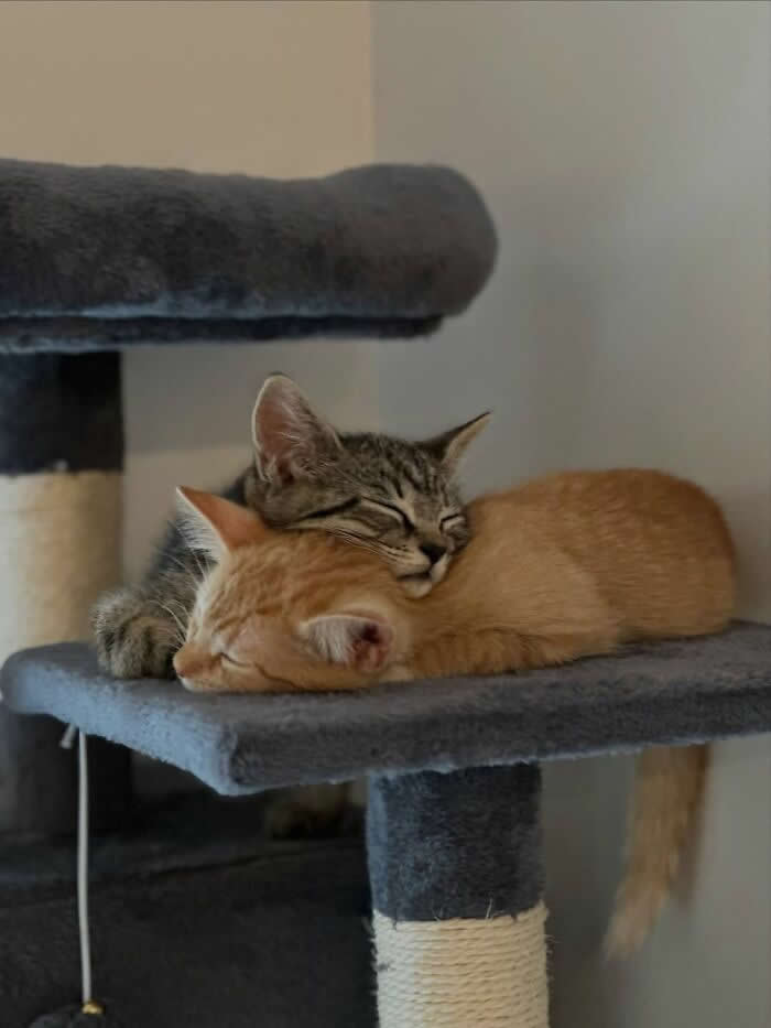 A gray tabby kitten sleeps with its head resting on a ginger kitten atop a cat tree platform, creating a sweet and adorable cuddle that looks like one kitten is using the other as a pillow.