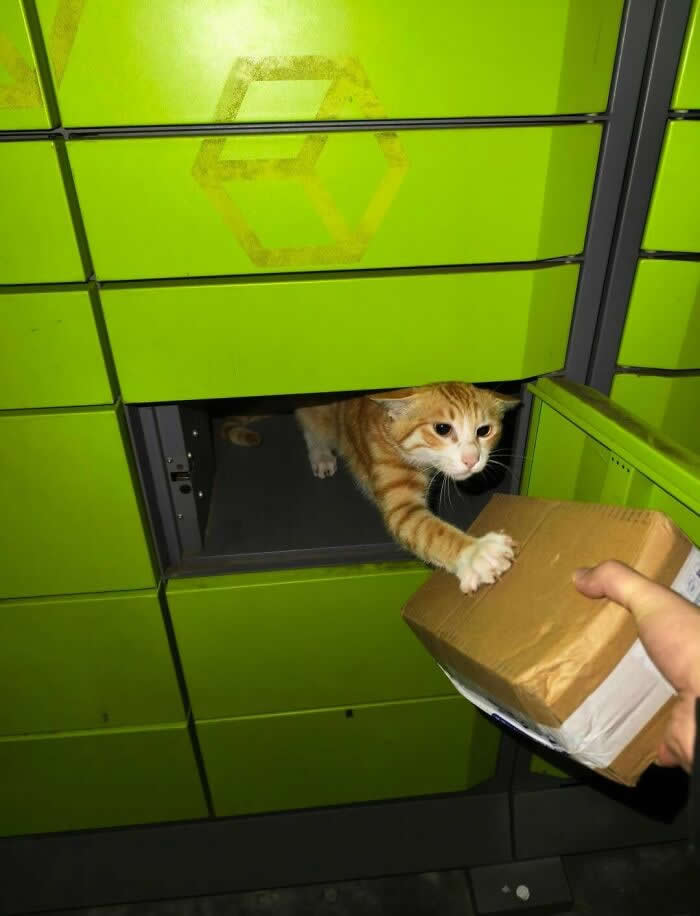 An orange tabby cat stretches its paw through an open parcel locker toward a person holding a small package, creating a funny and adorable moment that looks like the cat is accepting a delivery.