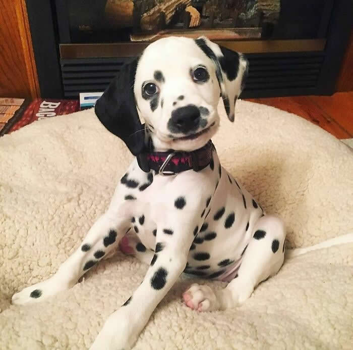 An adorable Dalmatian puppy sits on a cozy cream-colored dog bed with its head tilted to one side, looking up with bright, curious eyes. Its playful black spots, floppy ears, and sweet expression create a heartwarming moment full of innocence and charm.