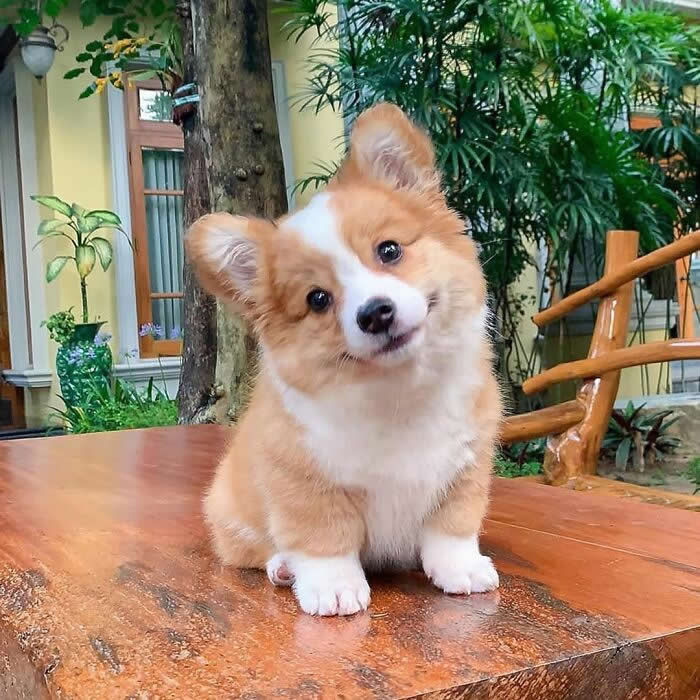 A fluffy tan-and-white Corgi puppy sits on a wooden table outdoors, tilting its head with a sweet, curious expression. Surrounded by lush greenery and a cozy garden setting, its bright eyes, tiny paws, and cheerful smile create an irresistibly cute and innocent moment.