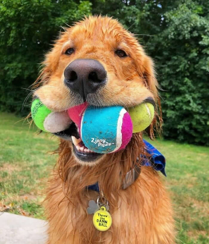 A joyful Golden Retriever puppy stands outdoors with several colorful tennis balls proudly held in its mouth. Its wet golden fur, happy eyes, and playful expression capture a delightfully innocent moment that perfectly reflects a puppy's boundless energy and love for play.