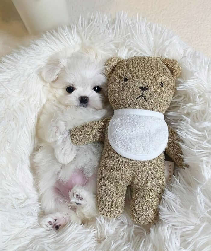 A tiny white fluffy puppy lies on a soft faux-fur blanket beside a plush teddy bear, with its little paws tucked close and bright, curious eyes gazing at the camera. The cozy setting and adorable companionship create a heart-melting scene of innocence and comfort.