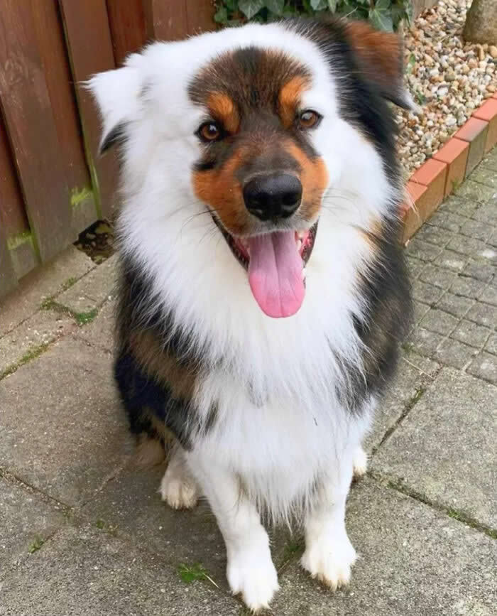 A fluffy tricolor Australian Shepherd puppy sits happily on a paved walkway with its tongue out and bright, joyful eyes. Its thick black, white, and tan coat, cheerful expression, and friendly posture create a heartwarming portrait full of innocence and puppy charm.