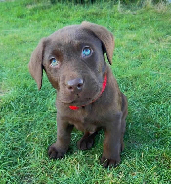 A chocolate Labrador Retriever puppy wearing a bright red collar sits on lush green grass, gazing up with striking blue-gray eyes and an adorable head tilt. Its tiny paws, soft brown coat, and innocent expression create a heart-melting portrait full of curiosity and charm.
