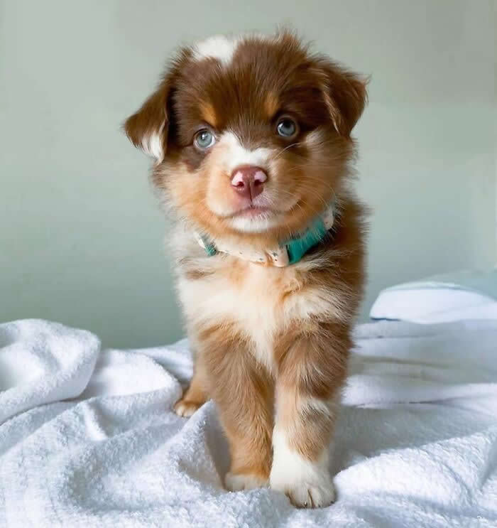 A fluffy brown-and-white Australian Shepherd puppy with striking blue eyes stands on a soft white blanket, wearing a light teal collar. Its gentle gaze, tiny paws, and curious expression create an irresistibly cute and innocent portrait full of warmth and charm.