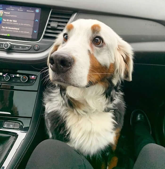 A fluffy tricolor Australian Shepherd sits in the front passenger seat of a car, gazing up with gentle, soulful eyes. Its soft white, black, and tan coat, calm expression, and curious look create a heartwarming portrait filled with innocence, loyalty, and quiet puppy charm.