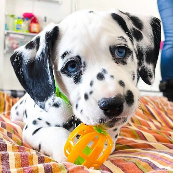 A sweet Dalmatian puppy with striking blue eyes lies on a colorful blanket, gently holding an orange toy in its mouth. Its black-spotted coat, floppy ears, and curious expression create an irresistibly cute and innocent portrait full of playful charm.