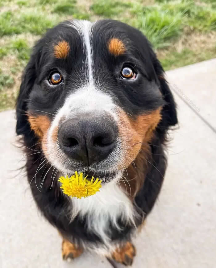 A lovable Bernese Mountain Dog puppy sits outdoors holding a bright yellow dandelion in its mouth, gazing up with warm, gentle eyes. Its fluffy black, white, and tan coat, oversized nose, and innocent expression create a heartwarming moment filled with sweetness, curiosity, and puppy love.