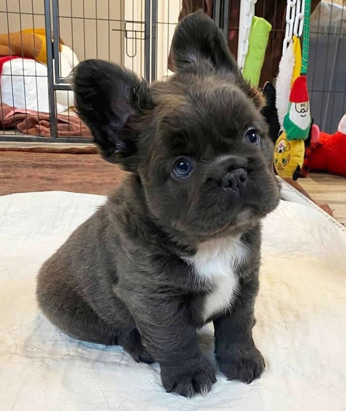 A tiny charcoal-gray French Bulldog puppy with oversized bat-like ears and a white patch on its chest sits on a soft cushion indoors, tilting its head with wide, curious eyes. Its chubby little body, adorable expression, and innocent gaze create an irresistibly heartwarming moment.