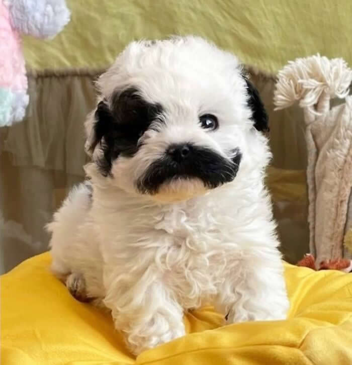 A fluffy white puppy with a charming black patch over one eye sits on a bright yellow cushion, looking curiously at the camera. Its soft curly coat, tiny paws, and sweet innocent expression create an irresistibly adorable portrait full of warmth and puppy charm.