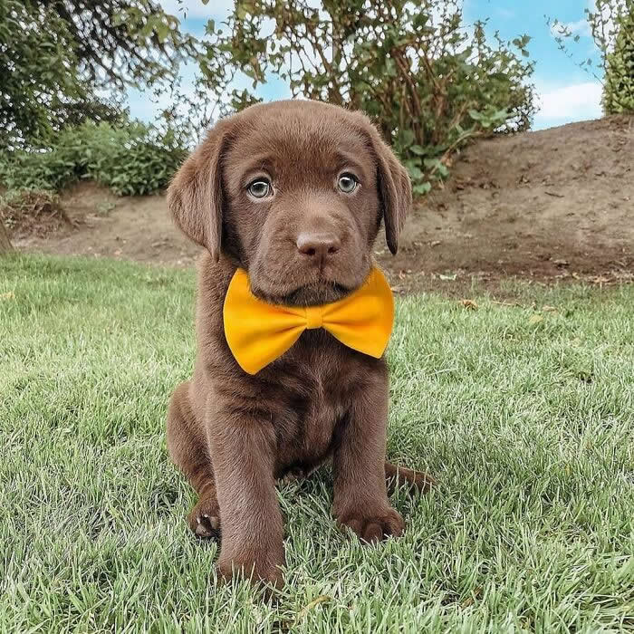 A chocolate Labrador Retriever puppy sits on lush green grass wearing a bright yellow bow tie, looking up with soft, soulful eyes. Its tiny floppy ears, velvety brown coat, and gentle expression create an irresistibly cute and innocent portrait full of charm and puppy sweetness.