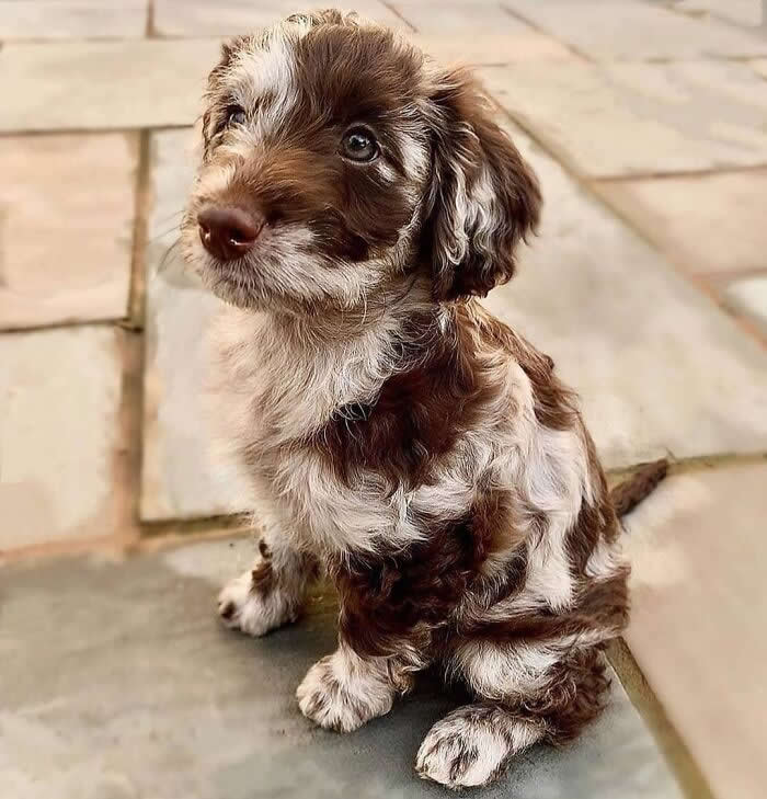 A fluffy merle Dachshund puppy with a soft chocolate-and-cream marbled coat sits on a stone patio, gazing upward with bright, innocent eyes. Its curly fur, floppy ears, tiny paws, and gentle expression create an irresistibly adorable portrait full of warmth, curiosity, and puppy charm.