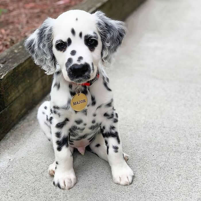 A charming Dalmatian puppy with floppy, speckled ears and a black-and-white spotted coat sits patiently on a sidewalk, wearing a red collar with a name tag. Its gentle eyes, tiny paws, and innocent expression create an irresistibly cute portrait full of warmth and puppy charm.