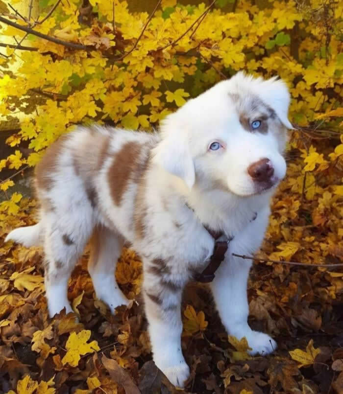 A fluffy red merle Australian Shepherd puppy with striking blue eyes stands among golden autumn leaves, looking up with an adorable head tilt. Its soft white-and-brown coat, tiny paws, and curious expression create a heartwarming portrait filled with innocence, seasonal beauty, and puppy charm.