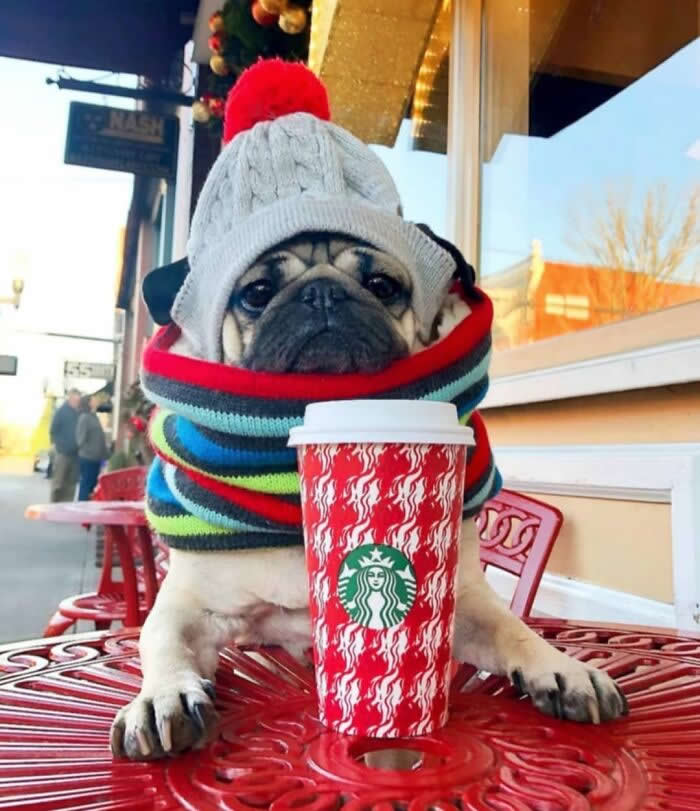 A sweet Pug puppy sits at an outdoor café table wearing a cozy winter hat with a red pom-pom and a colorful striped scarf. Resting beside a festive holiday coffee cup, its gentle eyes and bundled-up look create an irresistibly cute and innocent winter scene.