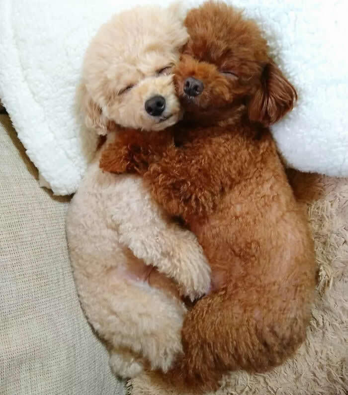 Two fluffy Toy Poodle puppies, one cream and one reddish-brown, cuddle together in a warm embrace with their eyes peacefully closed. Their tiny paws wrapped around each other create an irresistibly sweet and innocent moment of comfort and friendship.