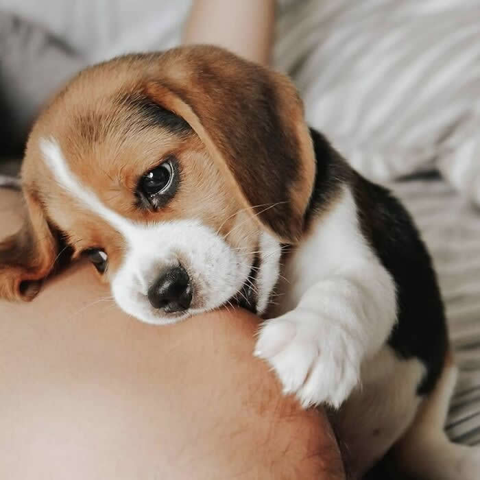 A sleepy Beagle puppy rests its head and tiny paw on a person's arm, gazing up with gentle, soulful eyes. Its soft expression and cozy cuddle capture an irresistibly innocent moment of comfort, trust, and affection.