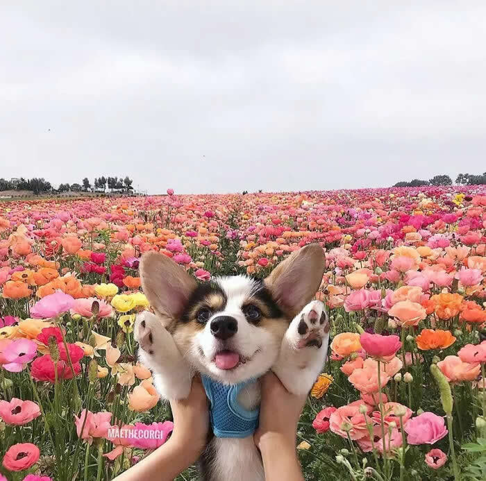 A joyful Corgi puppy wearing a blue harness is held up with its tiny paws raised in the air, smiling with its tongue out against a breathtaking field of colorful blooming flowers. The playful pose and vibrant floral backdrop create an irresistibly cute and innocent scene.
