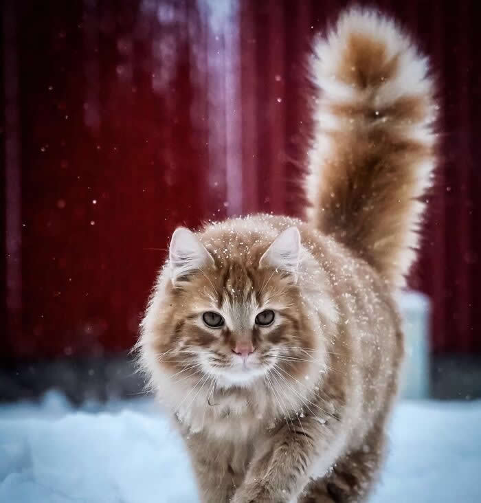Pure Magic: 32 Majestic Cat Photos That Look Straight Out of a Fairytale 36 Long-haired ginger and white cat walking through snow with a fluffy tail raised high, surrounded by falling snowflakes against a red background.