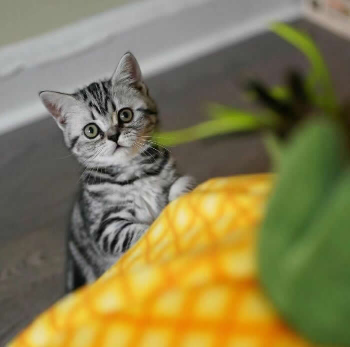 Pure Magic: 32 Majestic Cat Photos That Look Straight Out of a Fairytale 45 Cute silver tabby kitten looking curiously at a pineapple, standing upright with wide eyes and playful expression in an indoor environment.