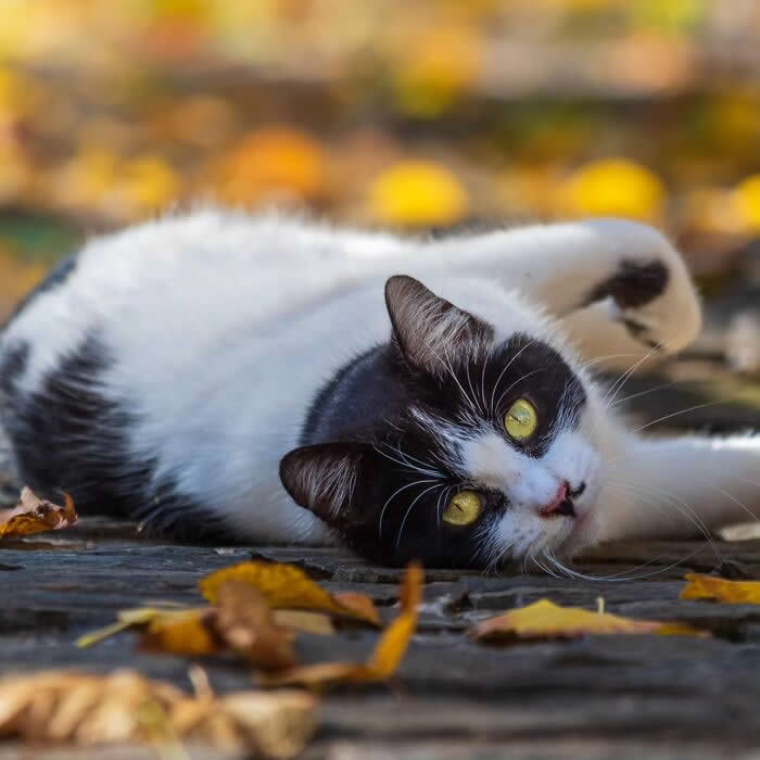 Pure Magic: 32 Majestic Cat Photos That Look Straight Out of a Fairytale 46 Black and white cat relaxing on a leaf-covered stone pathway in autumn, surrounded by warm golden colors and fallen leaves, creating a peaceful seasonal portrait.