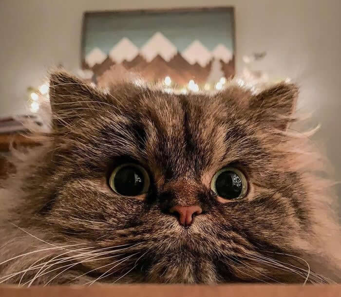 Pure Magic: 32 Majestic Cat Photos That Look Straight Out of a Fairytale 47 Close-up portrait of a fluffy Persian cat with large round eyes and long whiskers, resting indoors against a warm, softly blurred background.