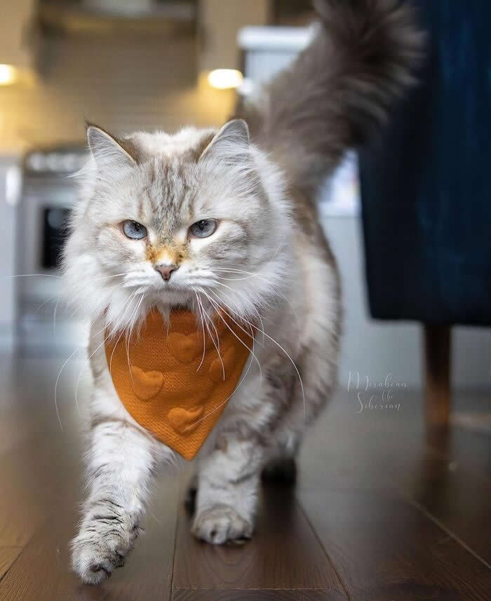 Pure Magic: 32 Majestic Cat Photos That Look Straight Out of a Fairytale 48 Long-haired cream cat with blue eyes and a brown bandana walking across a wooden floor, displaying a confident posture and elegant fluffy tail indoors.