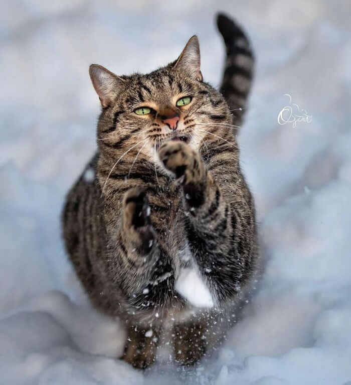Pure Magic: 32 Majestic Cat Photos That Look Straight Out of a Fairytale 49 Tabby cat playing in the snow with paws raised in the air, surrounded by flying snowflakes and captured in an energetic winter action shot.