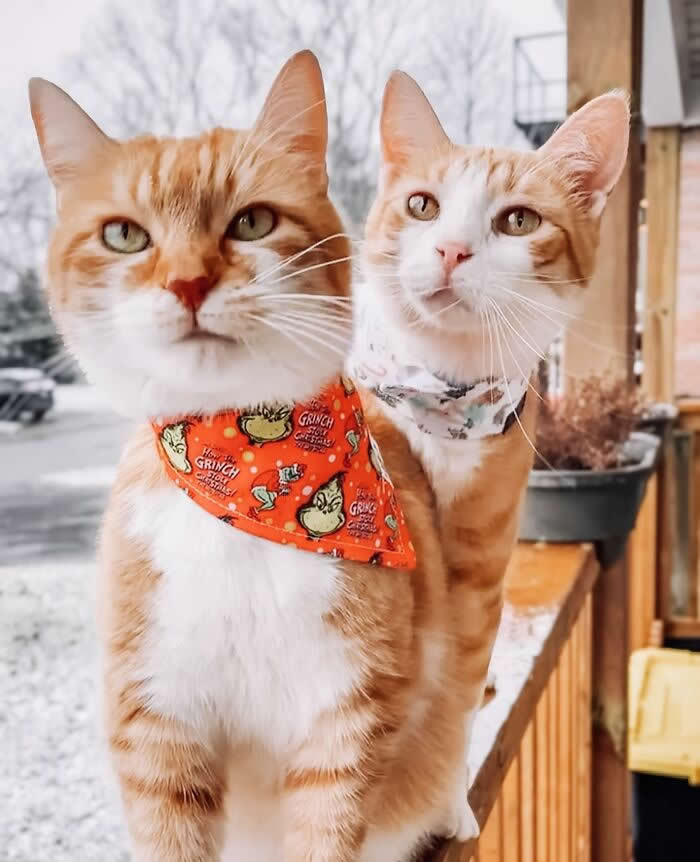 Pure Magic: 32 Majestic Cat Photos That Look Straight Out of a Fairytale 50 Two ginger tabby cats wearing bandanas posing together on a wooden porch railing, looking alert and curious in an outdoor winter setting.