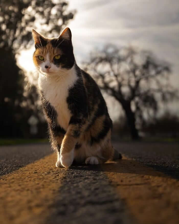 Pure Magic: 32 Majestic Cat Photos That Look Straight Out of a Fairytale 51 Calico cat sitting on a road at sunset, glowing in warm golden-hour light with dramatic shadows and a softly blurred natural background.