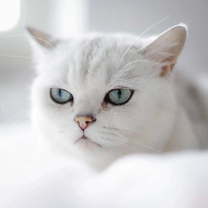 Pure Magic: 32 Majestic Cat Photos That Look Straight Out of a Fairytale 52 Close-up portrait of a white cat with blue-green eyes, captured in soft natural light with a clean white background, highlighting its elegant features and serene expression.