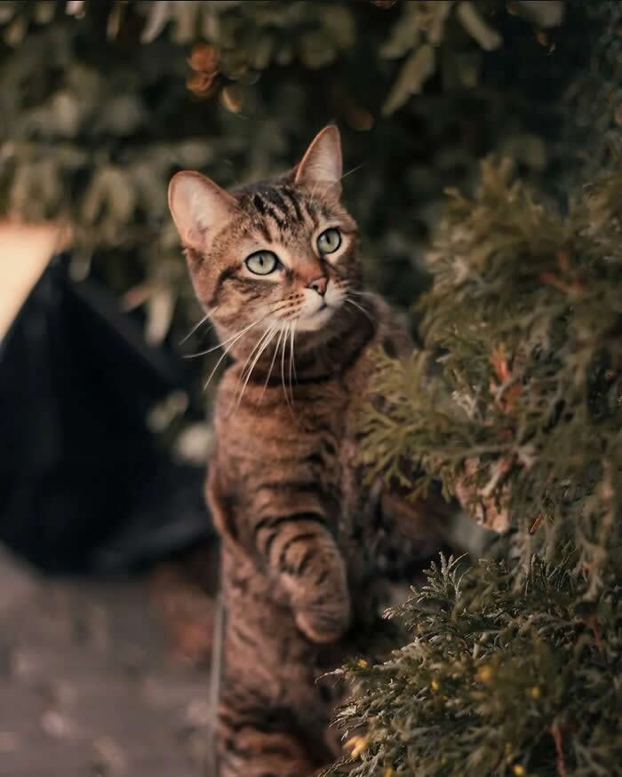 Pure Magic: 32 Majestic Cat Photos That Look Straight Out of a Fairytale 53 Tabby cat with green eyes exploring near evergreen shrubs, captured in warm natural light with a shallow depth of field and a curious expression.