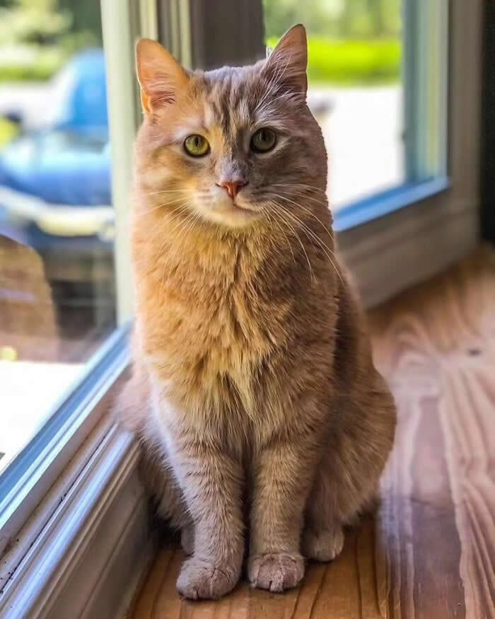 Pure Magic: 32 Majestic Cat Photos That Look Straight Out of a Fairytale 54 Orange tabby cat sitting by a window in natural sunlight, looking at the camera with green eyes and a calm expression in a cozy indoor setting.