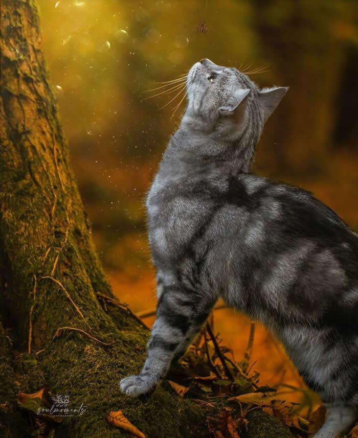 Pure Magic: 32 Majestic Cat Photos That Look Straight Out of a Fairytale 37 Silver tabby cat in a forest looking up at a spider hanging from a web near a mossy tree, surrounded by warm golden autumn colors and soft natural light.