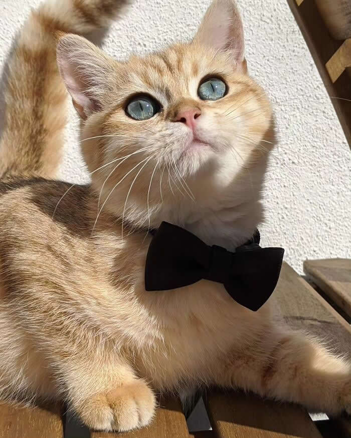 Pure Magic: 32 Majestic Cat Photos That Look Straight Out of a Fairytale 55 Golden cat with bright blue eyes wearing a black bow tie, resting on a wooden bench in sunlight and looking upward with a sophisticated appearance.