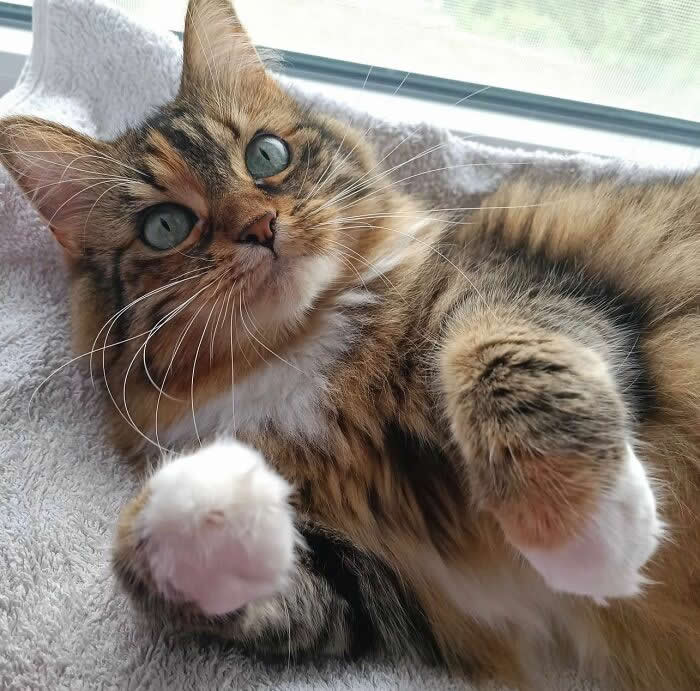Pure Magic: 32 Majestic Cat Photos That Look Straight Out of a Fairytale 56 Fluffy tabby cat relaxing on a soft blanket by a window, showing its paws and looking at the camera with bright blue-green eyes in natural light.