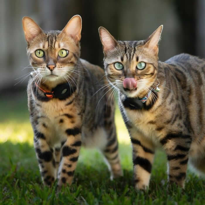 Pure Magic: 32 Majestic Cat Photos That Look Straight Out of a Fairytale 57 Two Bengal cats standing together on green grass, showing their spotted coats and bright green eyes, with one cat licking its nose in a playful outdoor portrait.